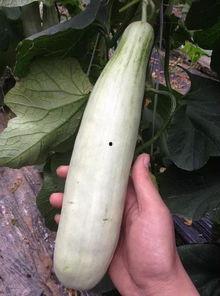 吃千万网红的瓜,揭秘千万网红背后的惊人瓜料 第1张 吃千万网红的瓜,揭秘千万网红背后的惊人瓜料 第1张